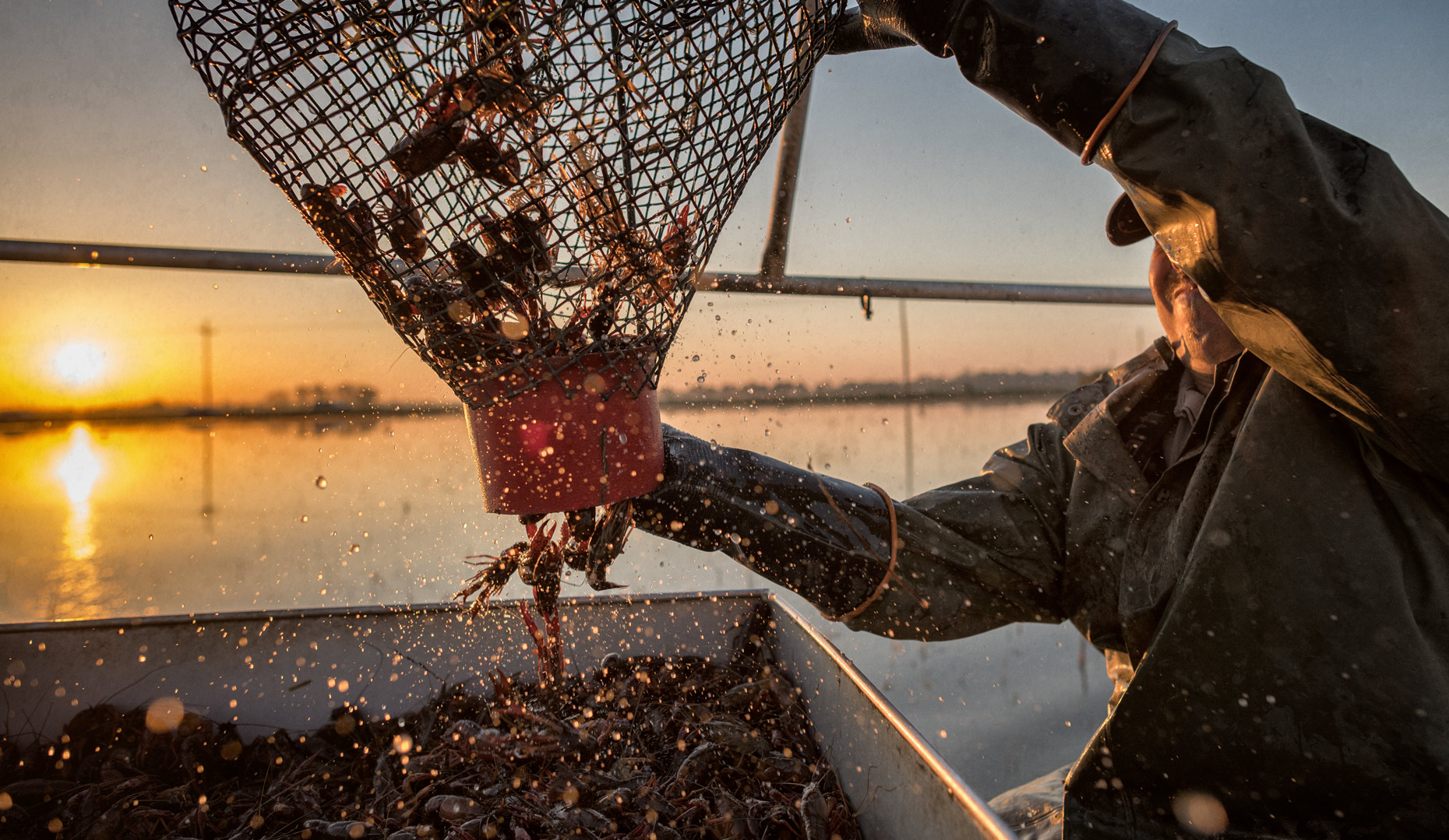 Fruge´ Crawfish Farm near Branch, LA by editorial photographer Kevin Brown.