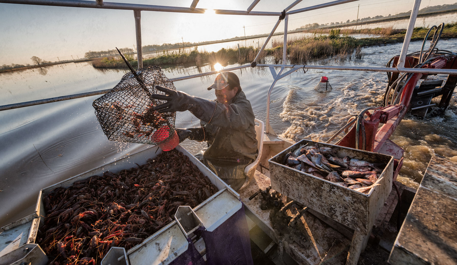 Fruge´ Crawfish Farm near Branch, LA by editorial photographer Kevin Brown.
