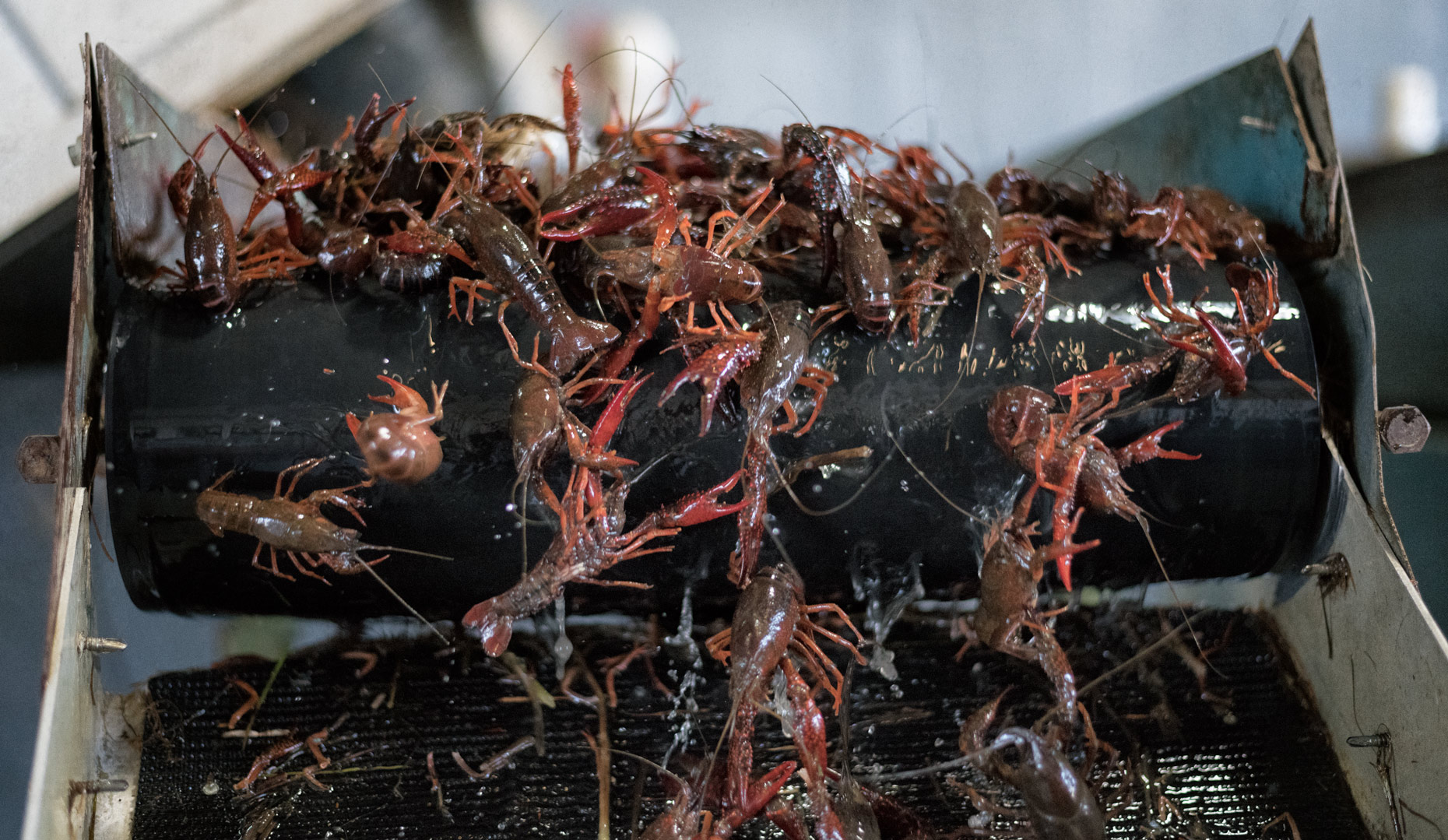 Fruge´ Crawfish Farm near Branch, LA by editorial photographer Kevin Brown.
