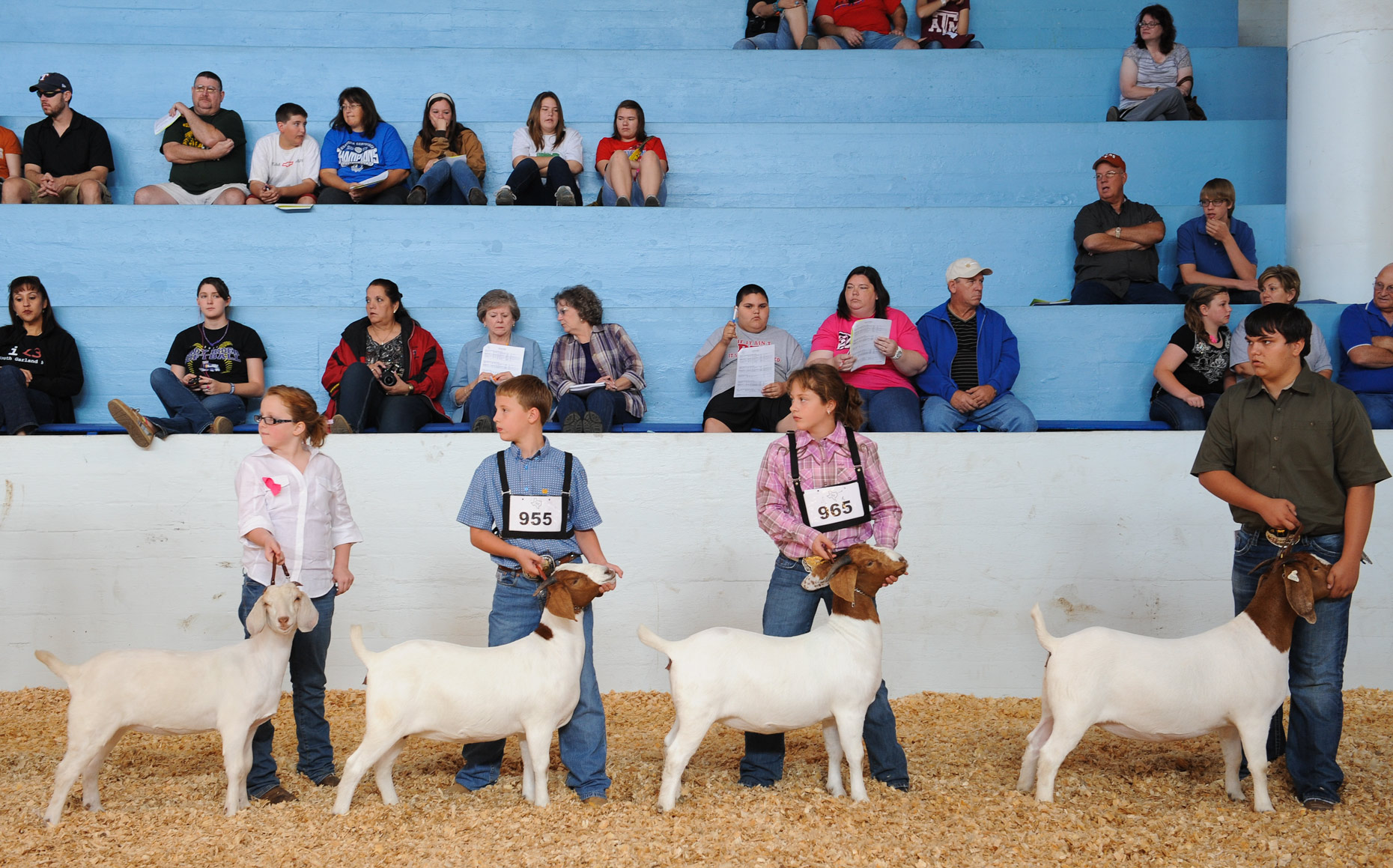 Goat show at The State Fair of Texas. Photography by Kevin Brown