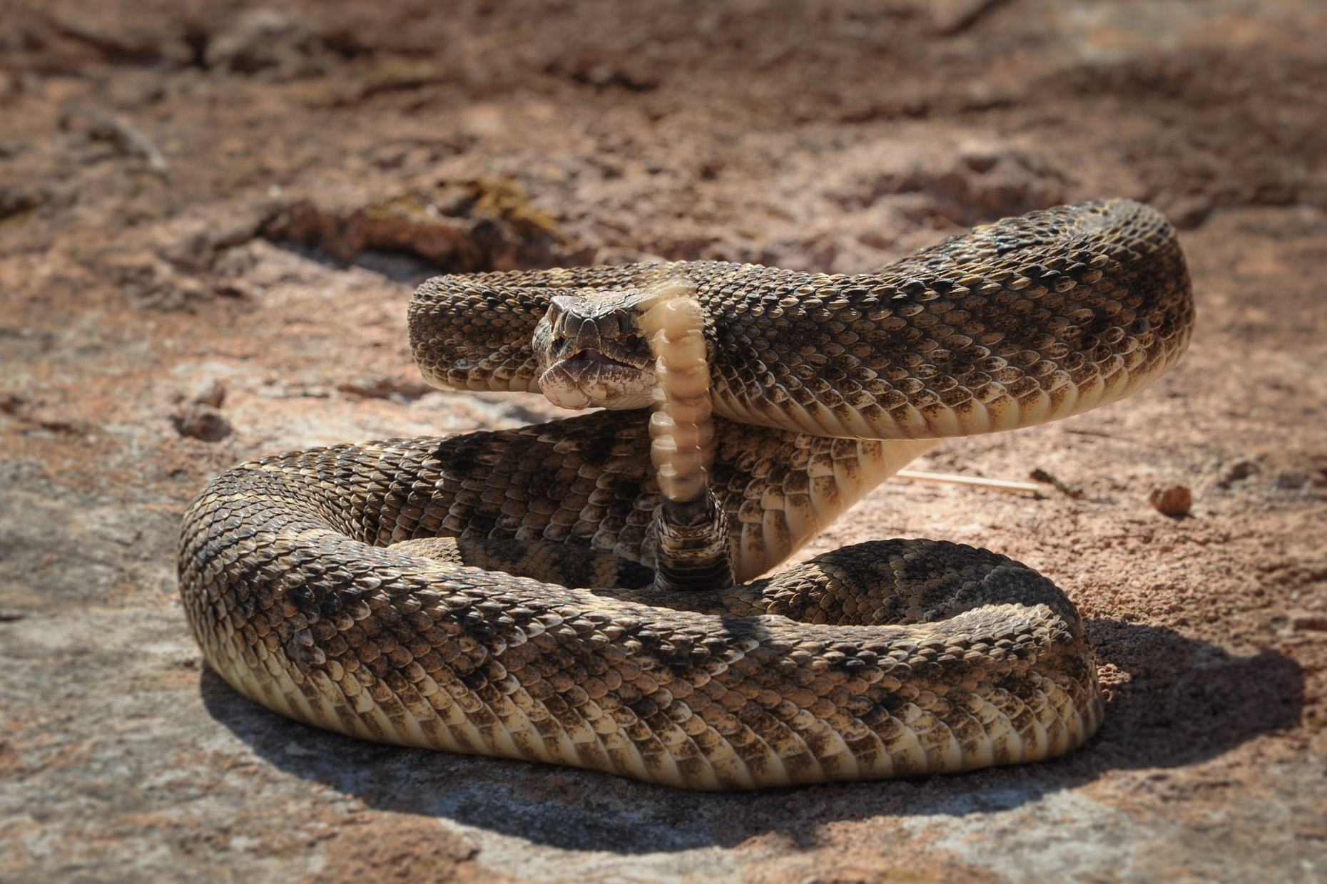 Sweetwater Rattlesnake Roundup photo series by editorial photographer Kevin Brown