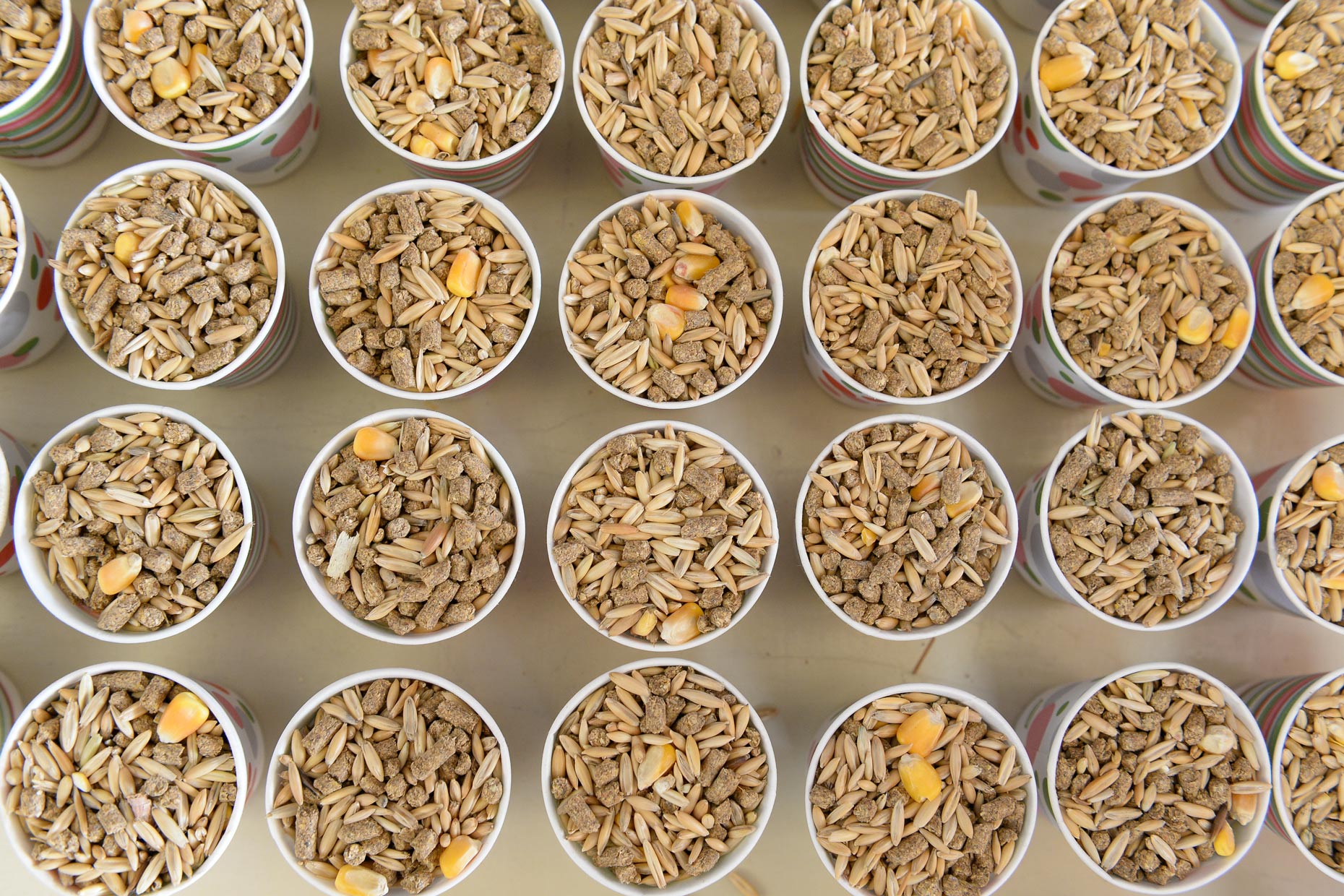 Animal feed at The State Fair of Texas. Photography by Kevin Brown