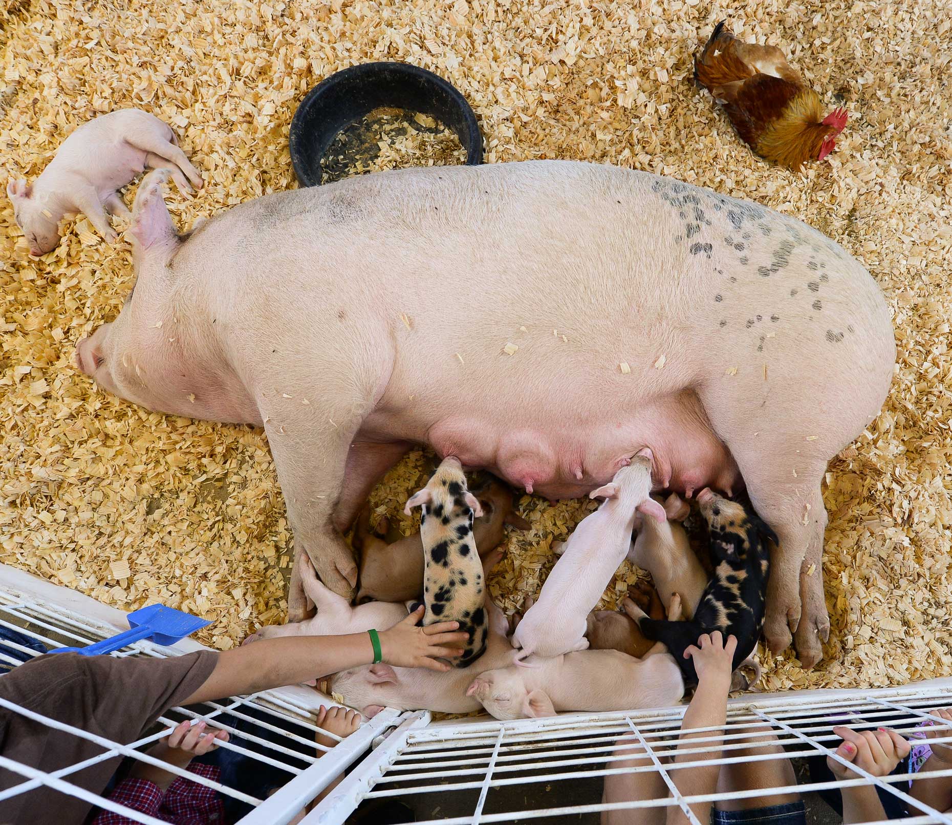 Petting zoo at The State Fair of Texas. Photography by Kevin Brown