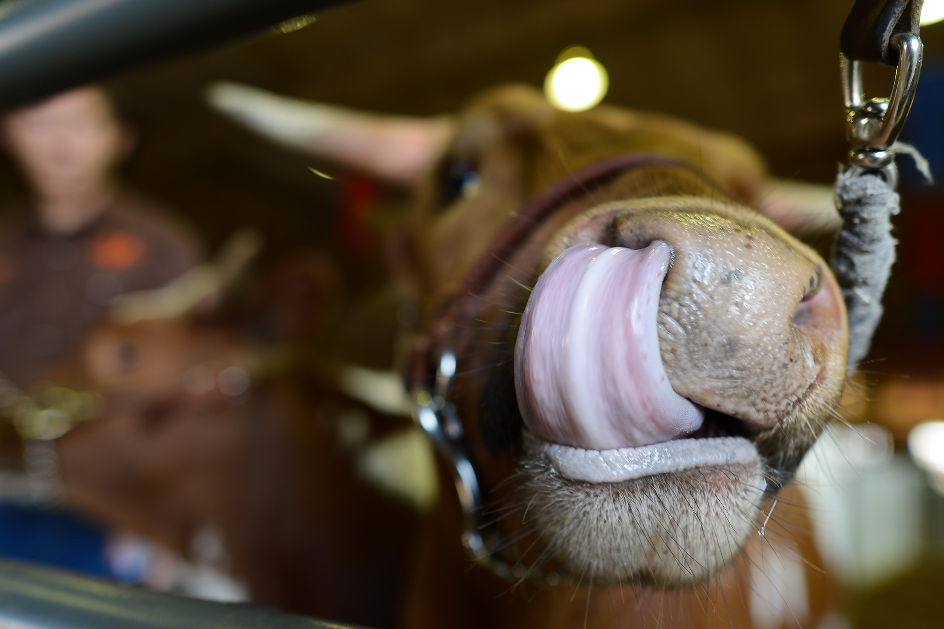 Cow at The State Fair of Texas. Photography by Kevin Brown