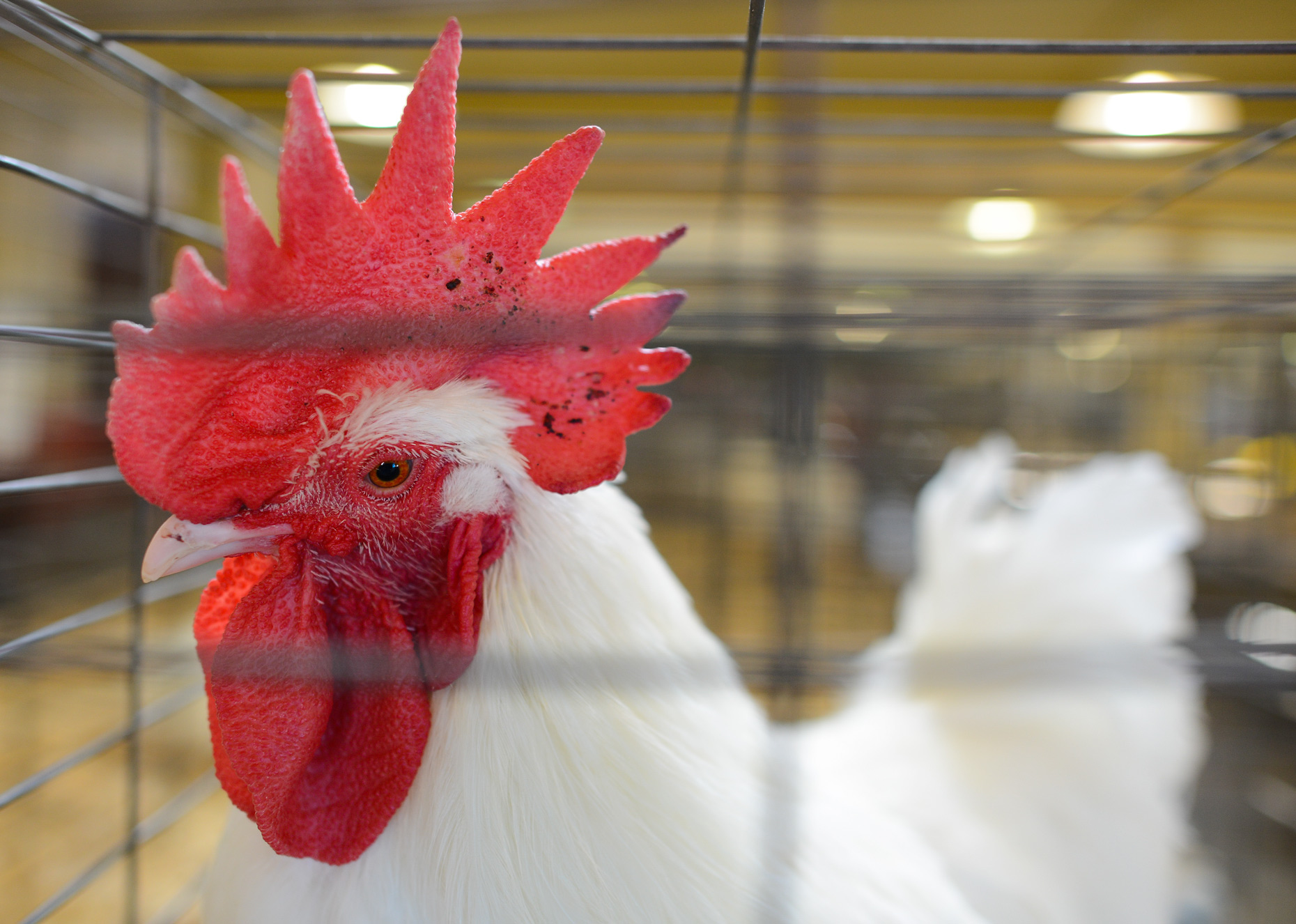 Poultry show at The State Fair of Texas. Photography by Kevin Brown